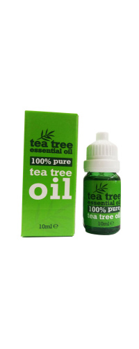 tea-oil-tree