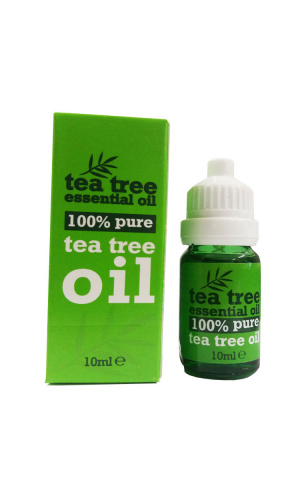 tea-oil-tree